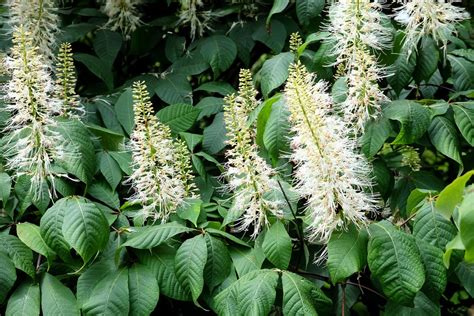 Aesculus parviflora (Bottlebrush Buckeye) - BBC Gardeners World Magazine