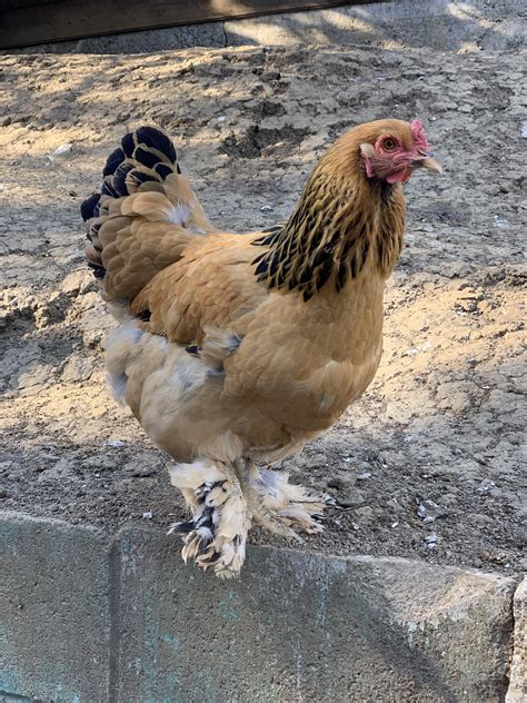 My beautiful buff brahma hen Betty. 14 months. : r/chickens