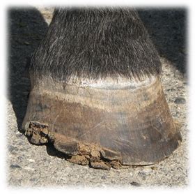 Fran Jurga`s Hoofcare + Lameness: Research Update: Hoof Wall Separation Syndrome in Connemara Ponies