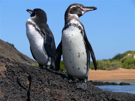 #Penguins in the #Galapagos islands. | Galapagos islands, Galapagos ...