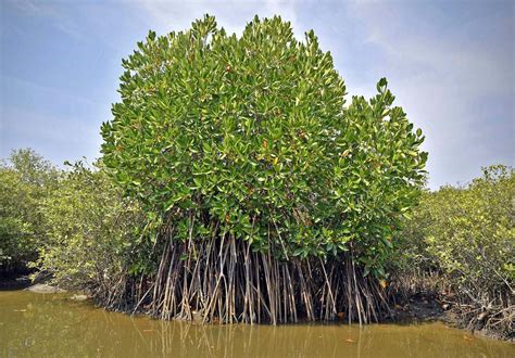 The strange effect of the Moon on mangrove forests - The Hindu