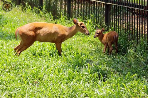 Photo Gallery – Bangladesh National Zoo