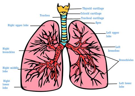 Esquema De La Anatomía De Los Pulmones Stock de ilustración ...