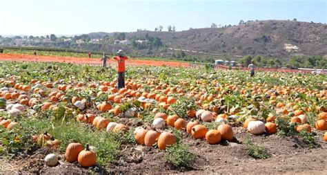 Visiting the Tanaka Farms Pumpkin Patch in Irvine, CA 2020 | Califoreigners