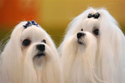 Crufts dog show 2014: Inside the world's largest dog show | Maltese dogs, Teacup puppies maltese ...