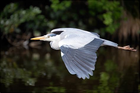 15/52: Grey Heron in Flight by sherlob | ePHOTOzine