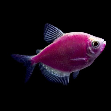 Galactic Purple GloFish Tetra - Gymnocorymbus ternetzi | Glofish ...