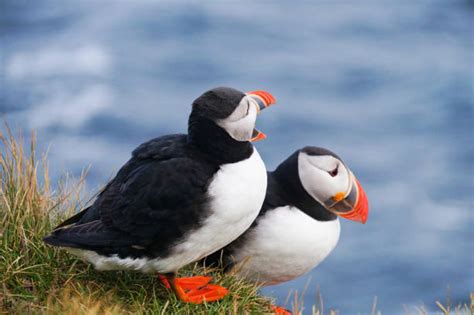 500+ Puffin Burrow Stock Photos, Pictures & Royalty-Free Images - iStock