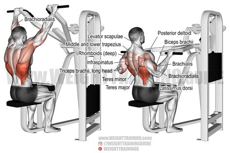 Latissimus Dorsi Exercise Machine - Human Anatomy