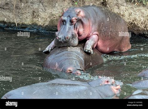 Hippo mating hi-res stock photography and images - Alamy