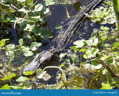 This is a Medium Size Young Alligator Seen Just beside the Lake Resting Stock Image - Image of ...