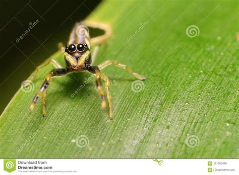 Eyes of a jumping spider stock image. Image of leave - 121650469