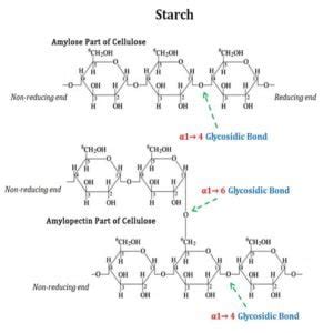 Starch-Structure | EasyBiologyClass