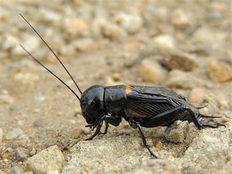 Vědci vyhlásili hmyzem roku cvrčka polního, veřejnost může pomoci s ...