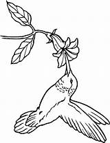Hummingbird coloring Page  Animals Town color Sheet sketch template
