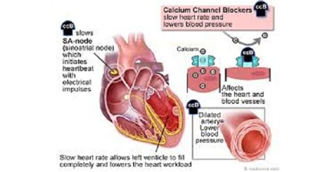 Calcium Channel Blockers - New