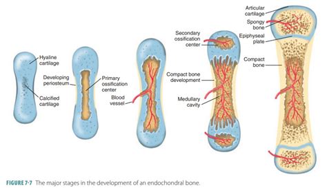 5 Stages Of Bone Growth