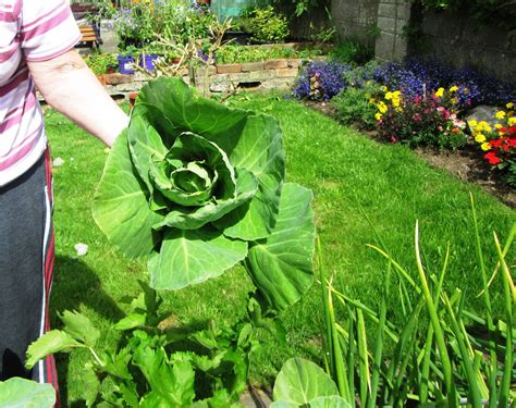 How to Sow, Plant and Grow Cabbage Seeds in the Garden