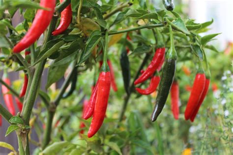 How To Grow Cayenne Pepper Plants | Horticulture.co.uk