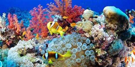 20 Underwater Photos to Celebrate World Oceans Day - Beautiful Sea Life Photos