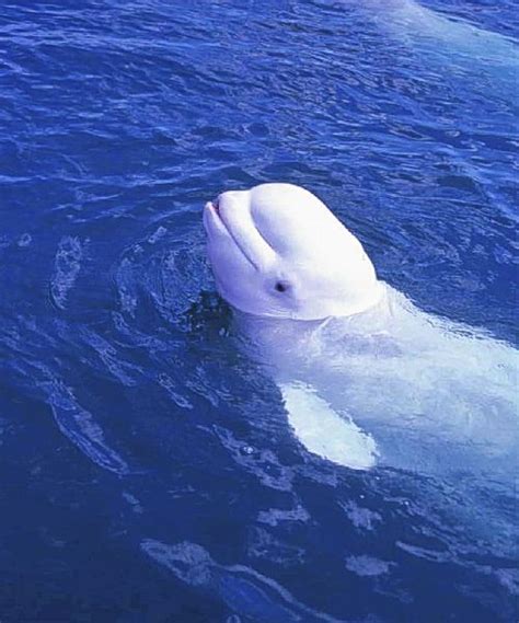 Fascinating study: Male beluga whale mimics human speech. | Whale ...