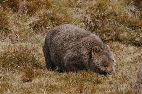 Wildlife In Tasmania: The BEST Places For Ethial Encounters