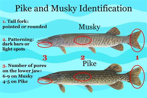 Muskie vs. Pike: All You Need to Know | FishingBooker Blog | Musky fishing, Musky, Pike fishing