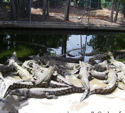 Crocodylus Park in Darwin: 2 reviews and 8 photos