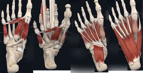 Plantar Foot Muscles Diagram | Quizlet