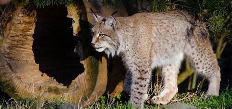 Pennsylvania Voters Oppose Extending Bobcat Hunting - Faunalytics