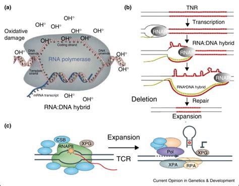 (a) A schematic representation of an RNA–DNA hybrid and its role in... | Download Scientific Diagram