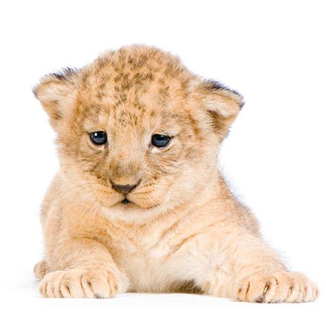 Royalty Free Lion Cub Pictures, Images and Stock Photos - iStock