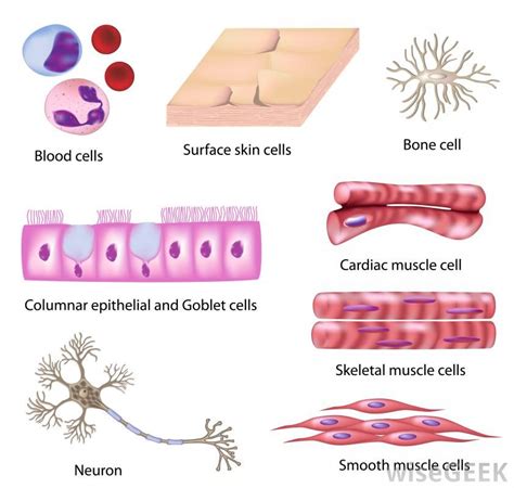 different types of cells - Google Search | Types of cells | Pinterest