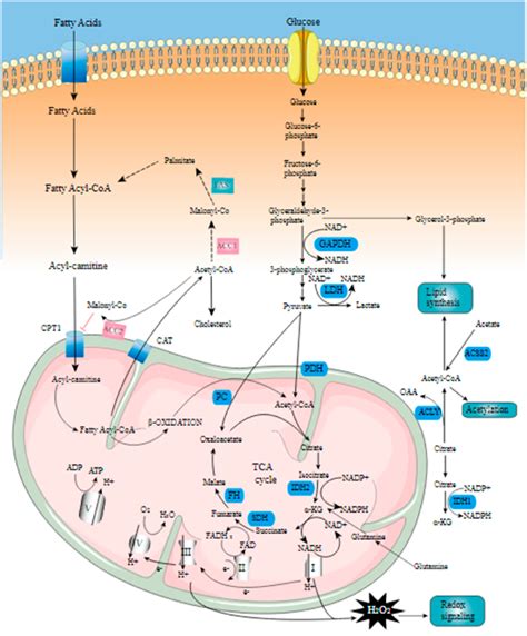 Lipid metabolism signaling pathway... | Download Scientific Diagram