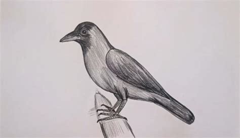 20 Easy Crow Drawing Ideas - How To Draw Crow - Blitsy