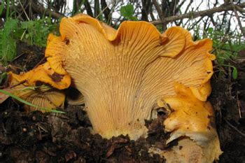 Cantharellus californicus: Golden Chanterelle - Bay Area Mycological Society