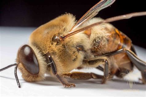 Drone Honey Bee: Study in Macro - Save Our Bees Australia