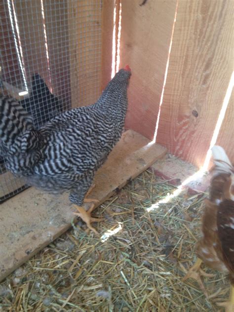 Barred rock hen or rooster | BackYard Chickens - Learn How to Raise Chickens