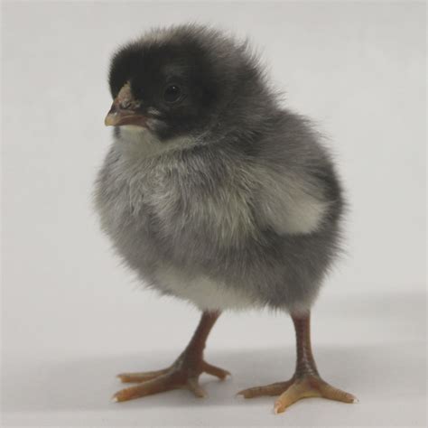 Day Old Chick Identification – Meyer Hatchery