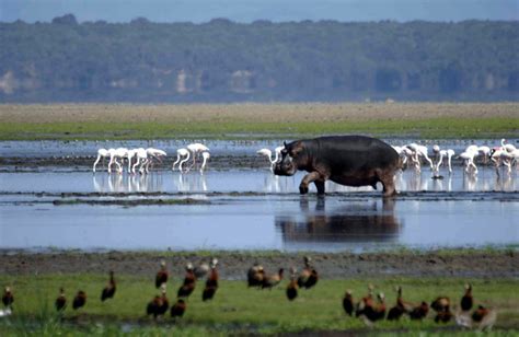 iSimangaliso-Wetland-Park-Hippo-and-Lake | Africa on the Move