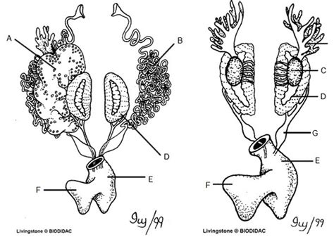 Frog Anatomy