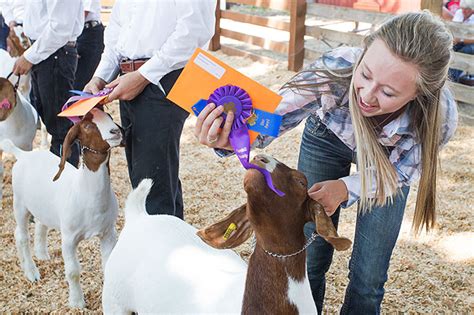 Yamhill County Fair promises Blue Ribbon Dreams