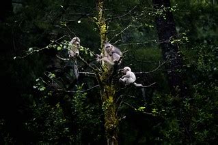 Young Snub-nosed Monkeys | Yunnan | Rod Waddington | Flickr