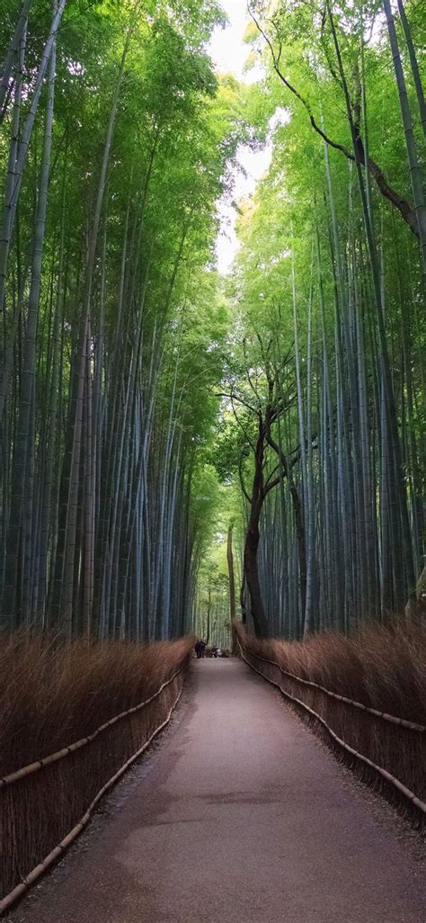 Download Tall Bamboo Pathway IPhone Wallpaper | Wallpapers.com