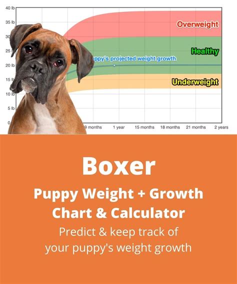 Boxer Weight+Growth Chart 2024 - How Heavy Will My Boxer Weigh? | The Goody Pet