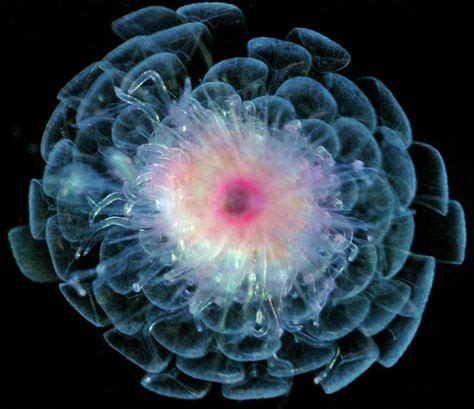 8 Microscopic animals ideas | sea creatures, microscopic, ocean creatures