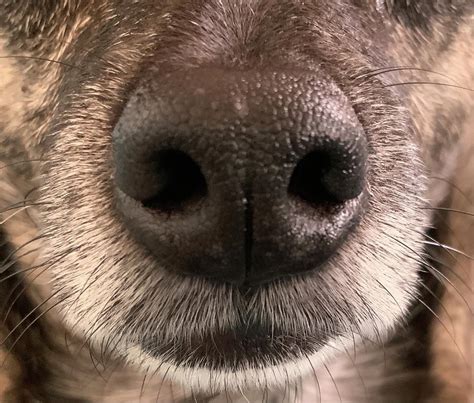 Wolf Nose Closeup Photograph by Pupcorn Pop - Pixels