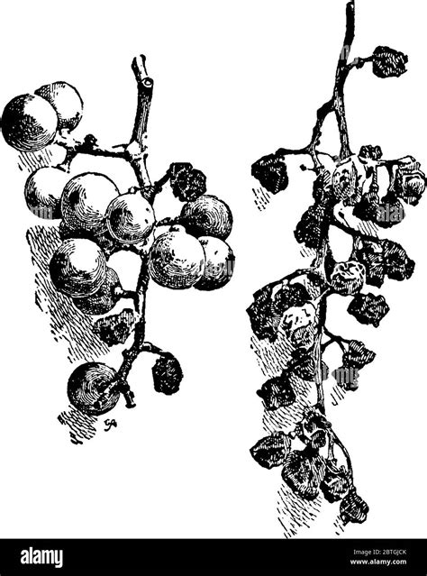 Image showing grapes are ruined by a fungal infection called black rot, vintage line drawing or ...
