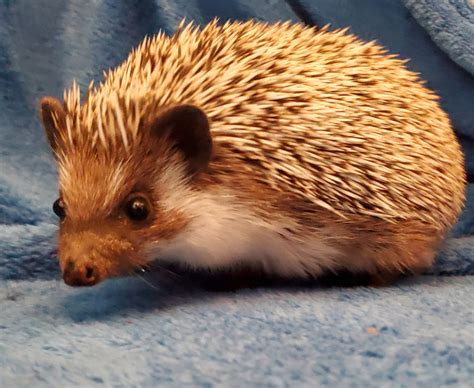 Female Hedgehogs - Colorful Quills Hedgehogs