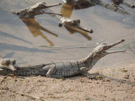 Gharial (Gavial) Facts, Habitat, Diet, Life Cycle, Baby, Pictures